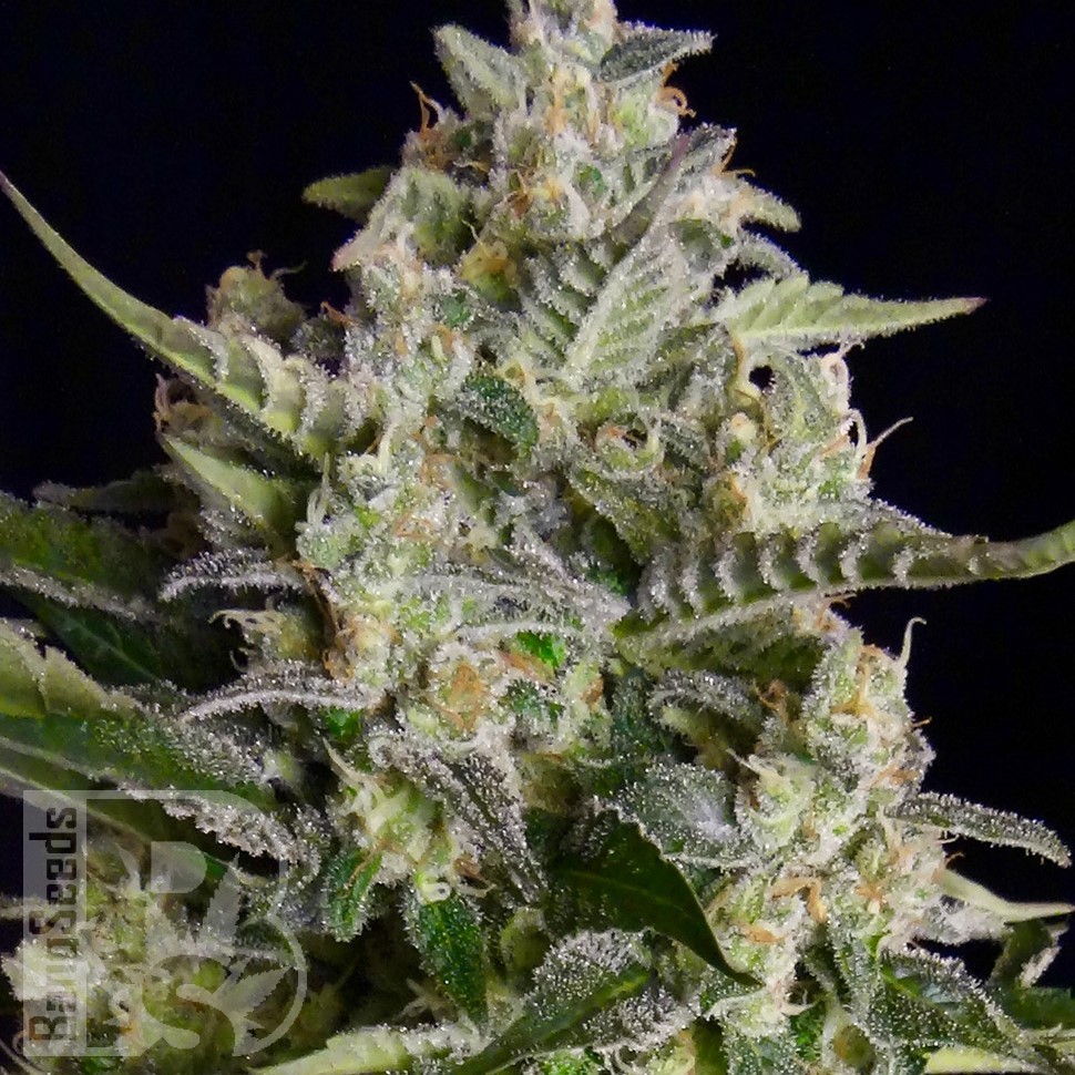 Семена  Warlock feminised Ganja Seeds