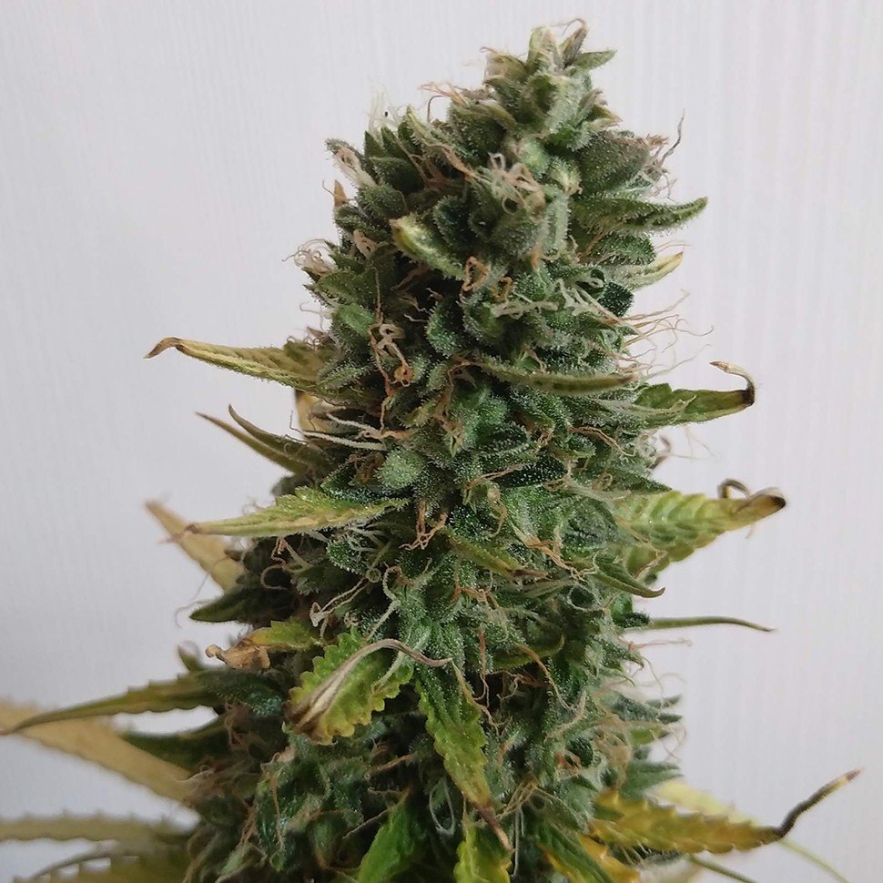 Семена конопли  Lowgold regular Ganja Seeds