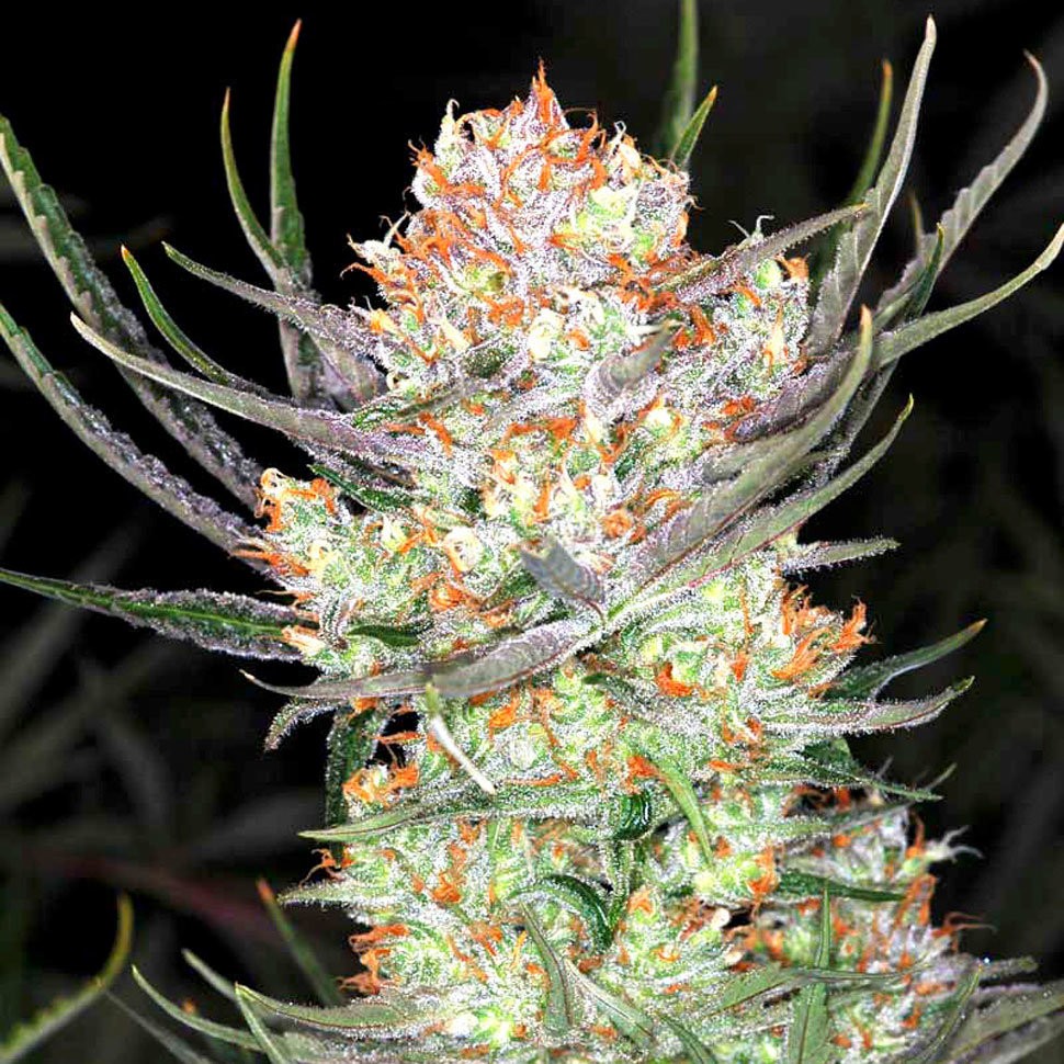 Семена  Colossus feminised GanjaVIP Seeds