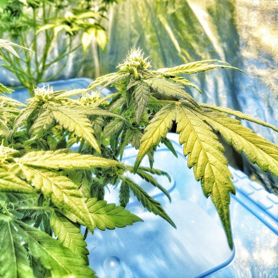 Flowershell Bomb feminised Ganja Seeds