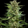 Семена  Flowershell Bomb feminised Ganja Seeds