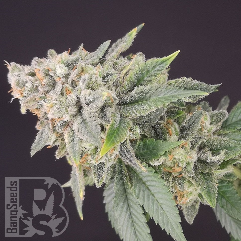Семена  Flowershell Bomb feminised Ganja Seeds