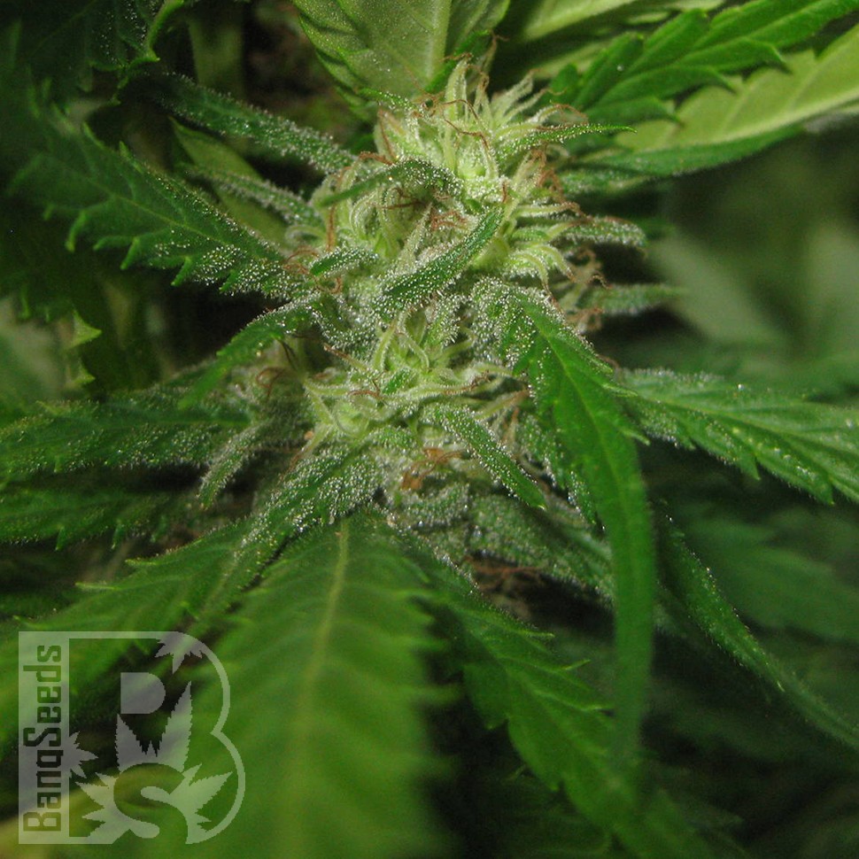 купить семена конопли с доставкой Afghan Haze feminised