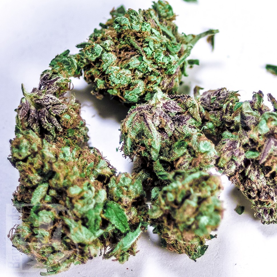 Семена марихуаны  White Blueberry Pie feminised Ganja Seeds