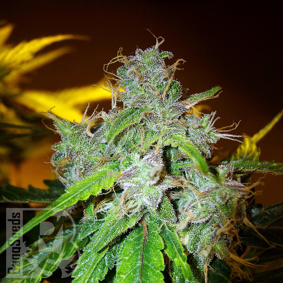 Семена марихуаны  White Blueberry Pie feminised Ganja Seeds