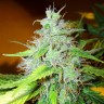 Семена марихуаны  White Blueberry Pie feminised Ganja Seeds