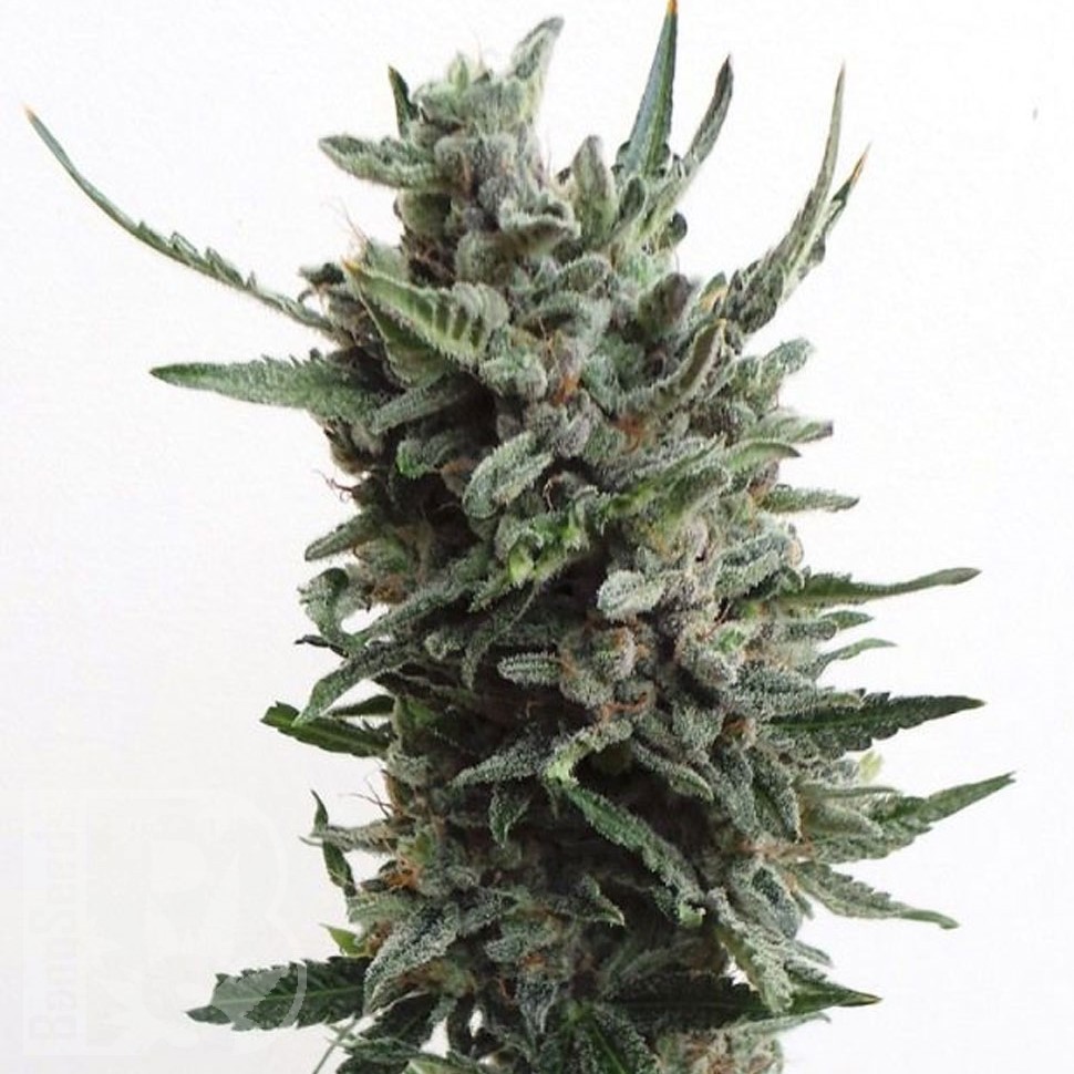 Семена  Purple Kush regular Ganja Seeds