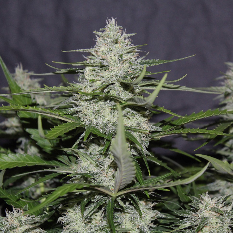Семена конопли  White Widow feminised Victory Seeds