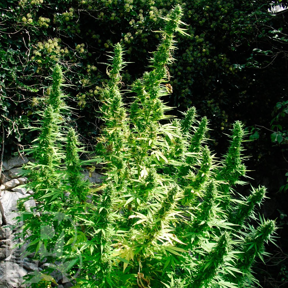 Critical feminised Ganja Seeds