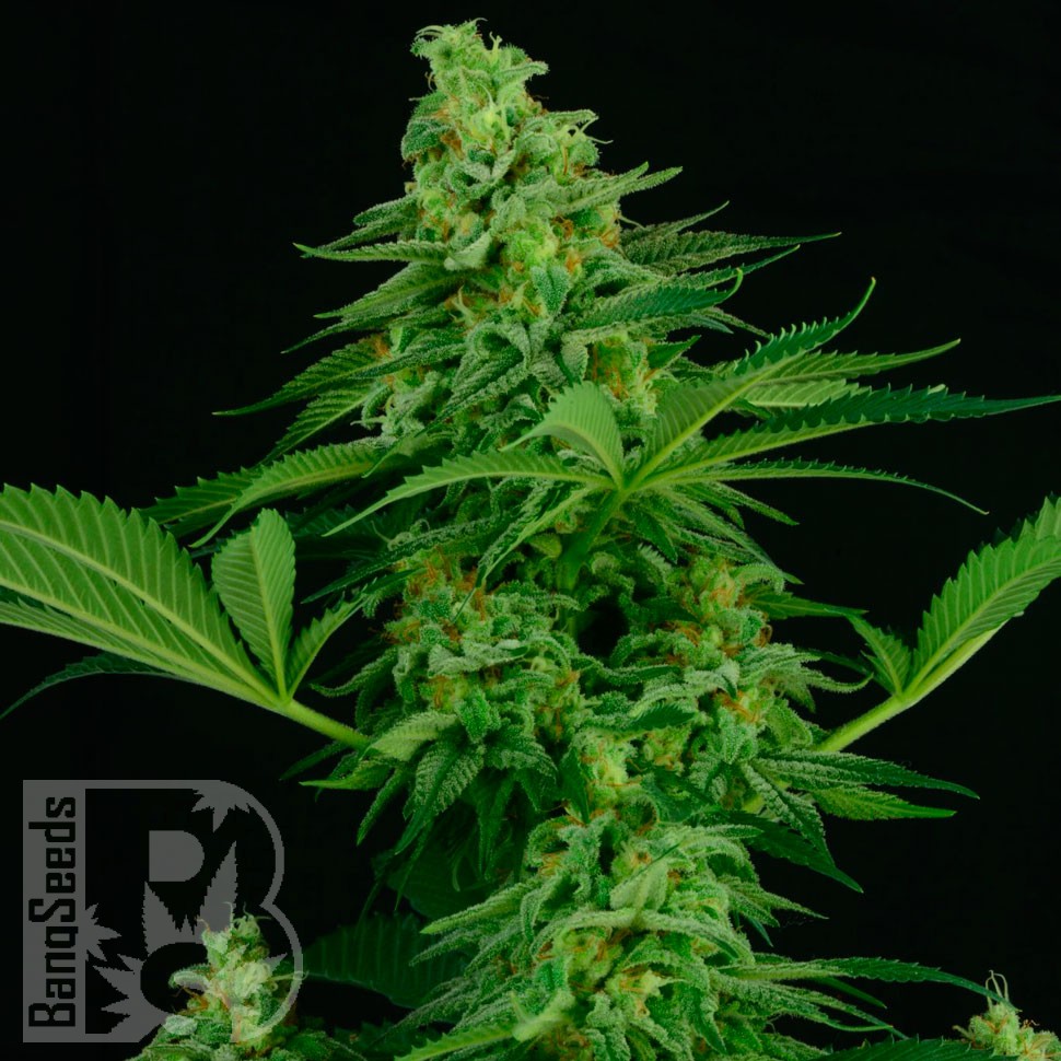 Critical feminised Ganja Seeds