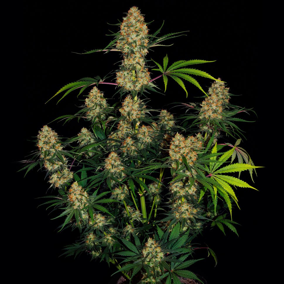 Семена марихуаны Auto Hindu Kush feminised Ganja Seeds