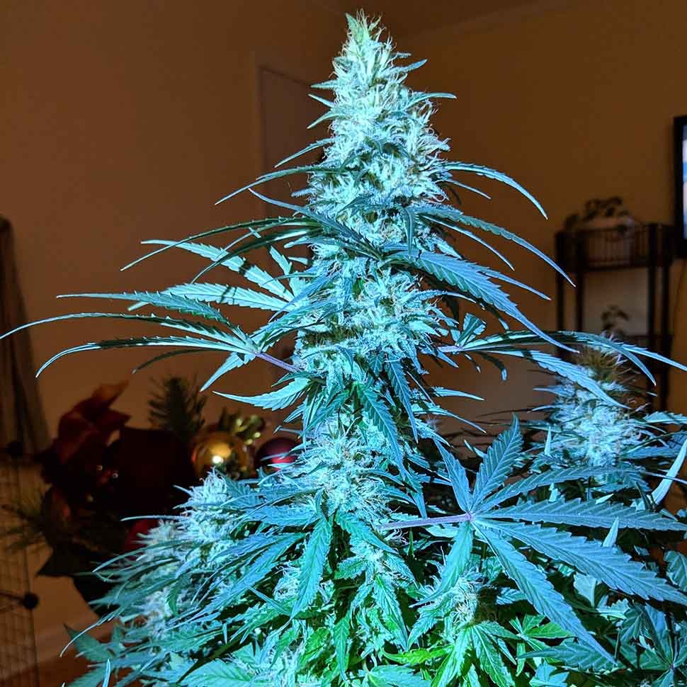 Семена конопли  Anesthesia regular Ganja Seeds
