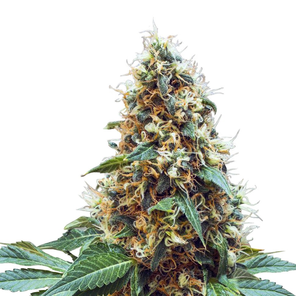 Семена каннабиса  Deathlok feminised GanjaVIP Seeds