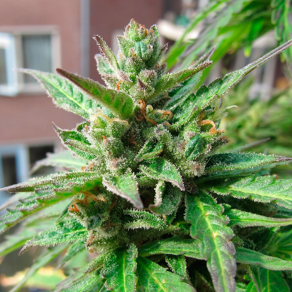 заказ семян конопли Deathlok feminised