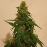 семена конопли Gelato feminised Ganja Seeds