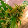 Critical Jack feminised Ganja Seeds
