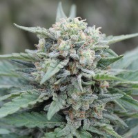 Auto Lemon Skunk feminised Ganja Seeds