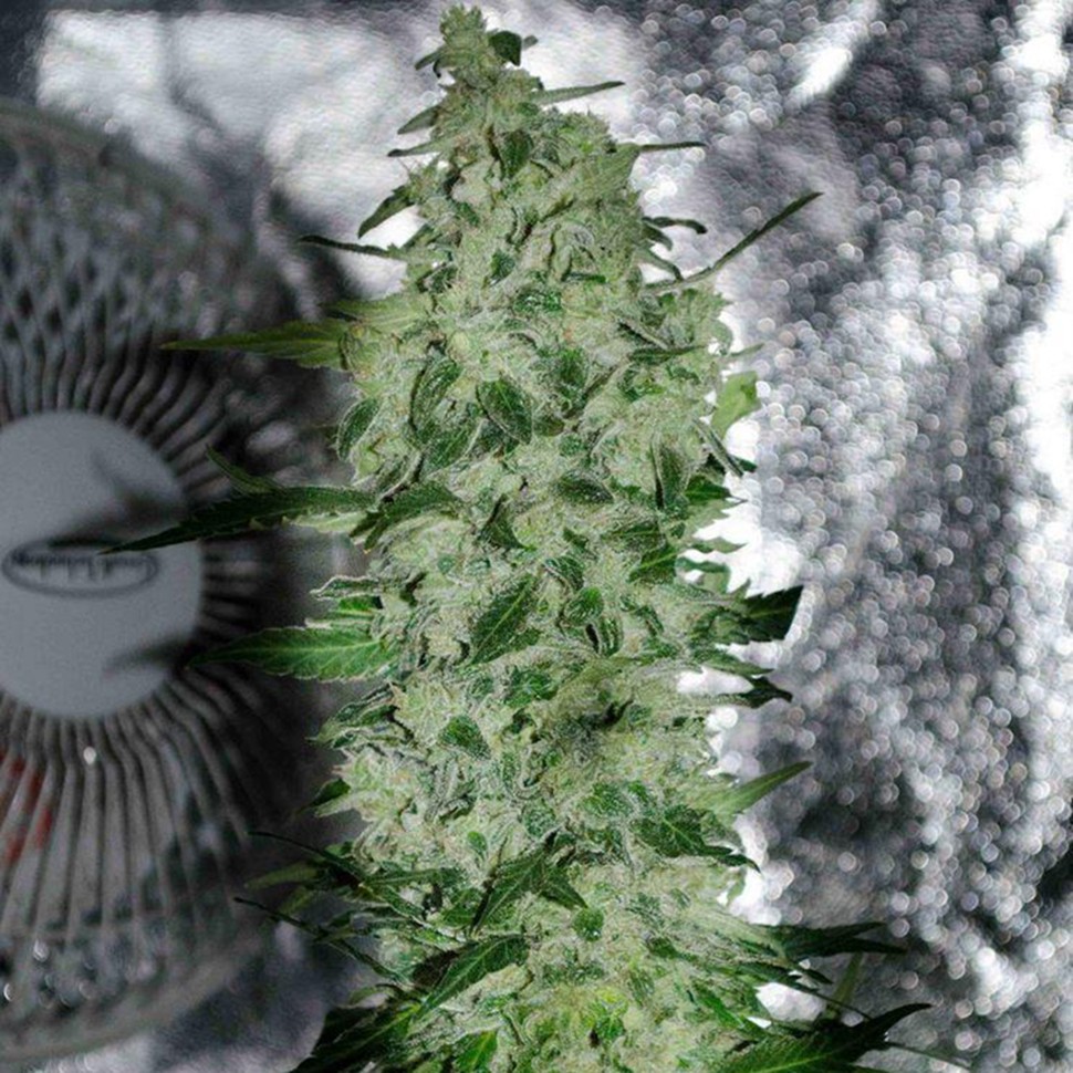 Семена  Nibiru-47 regular Ganja Seeds