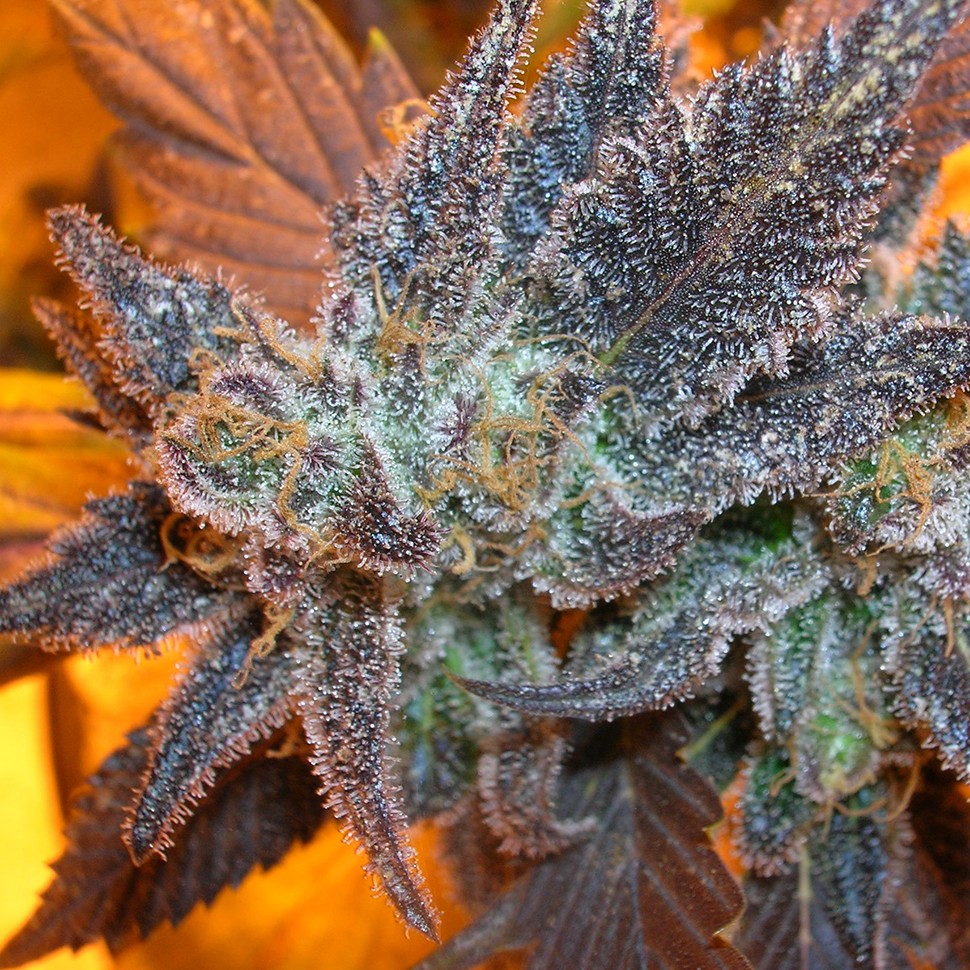 Семена конопли  Auto Purple feminised Ganja Seeds