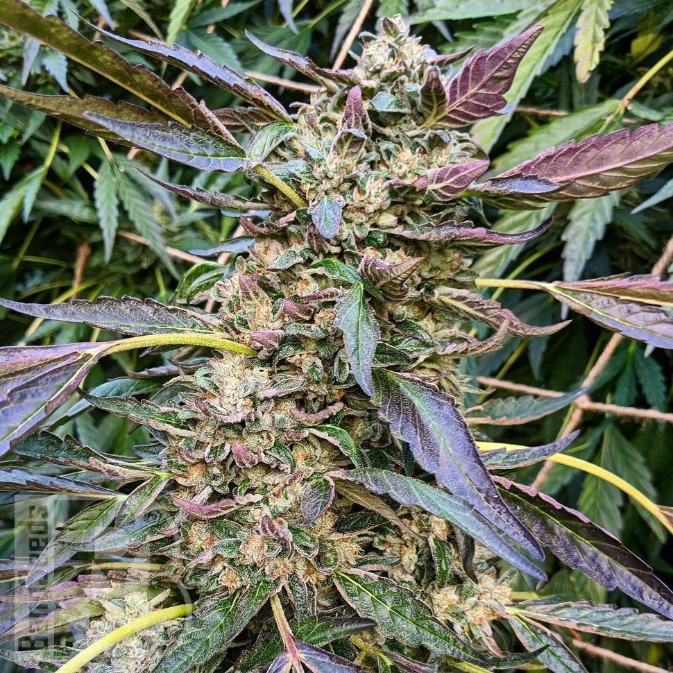 Семена ганжа  Astana City feminised Bang Seeds