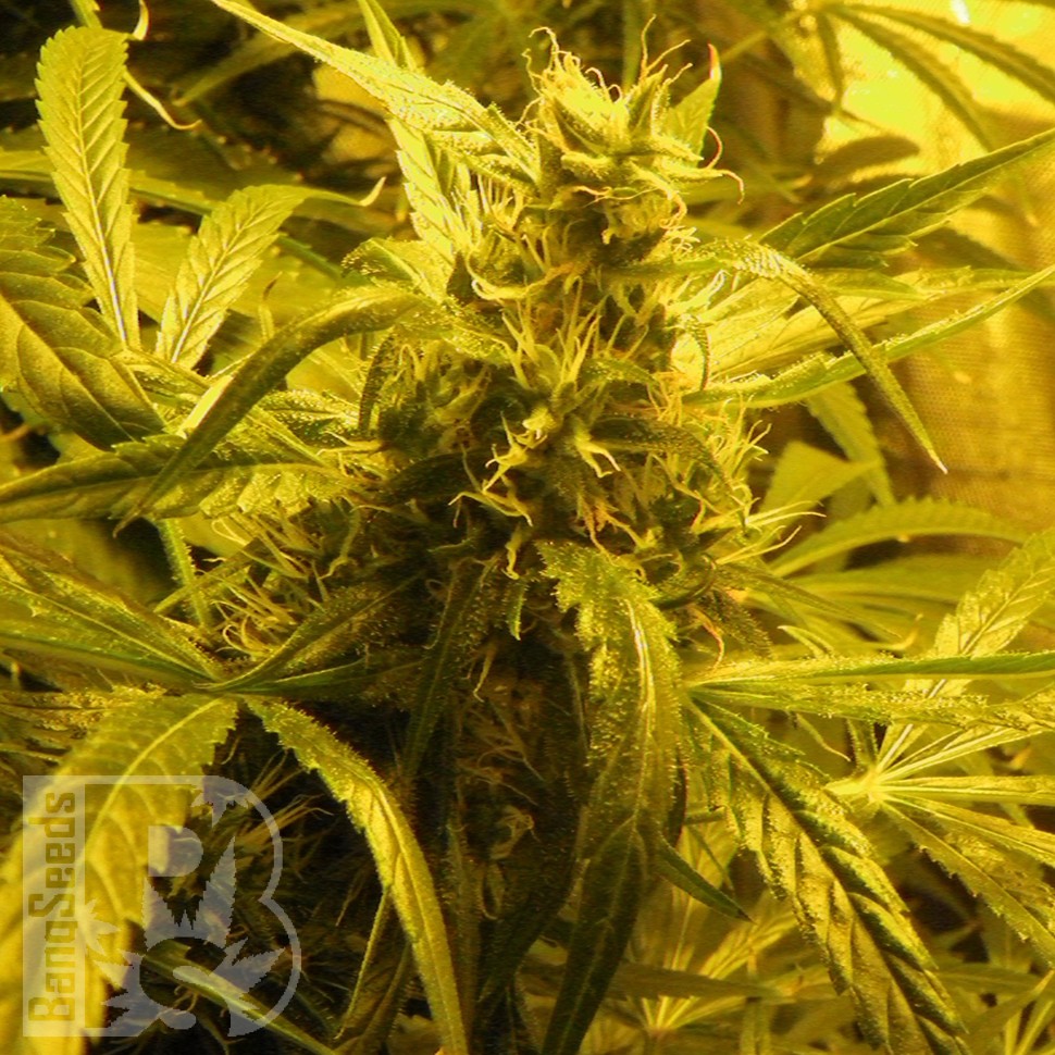 Семена  Amazon Brazil feminised Ganja Seeds