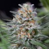 Critical Mass feminised Ganja Seeds