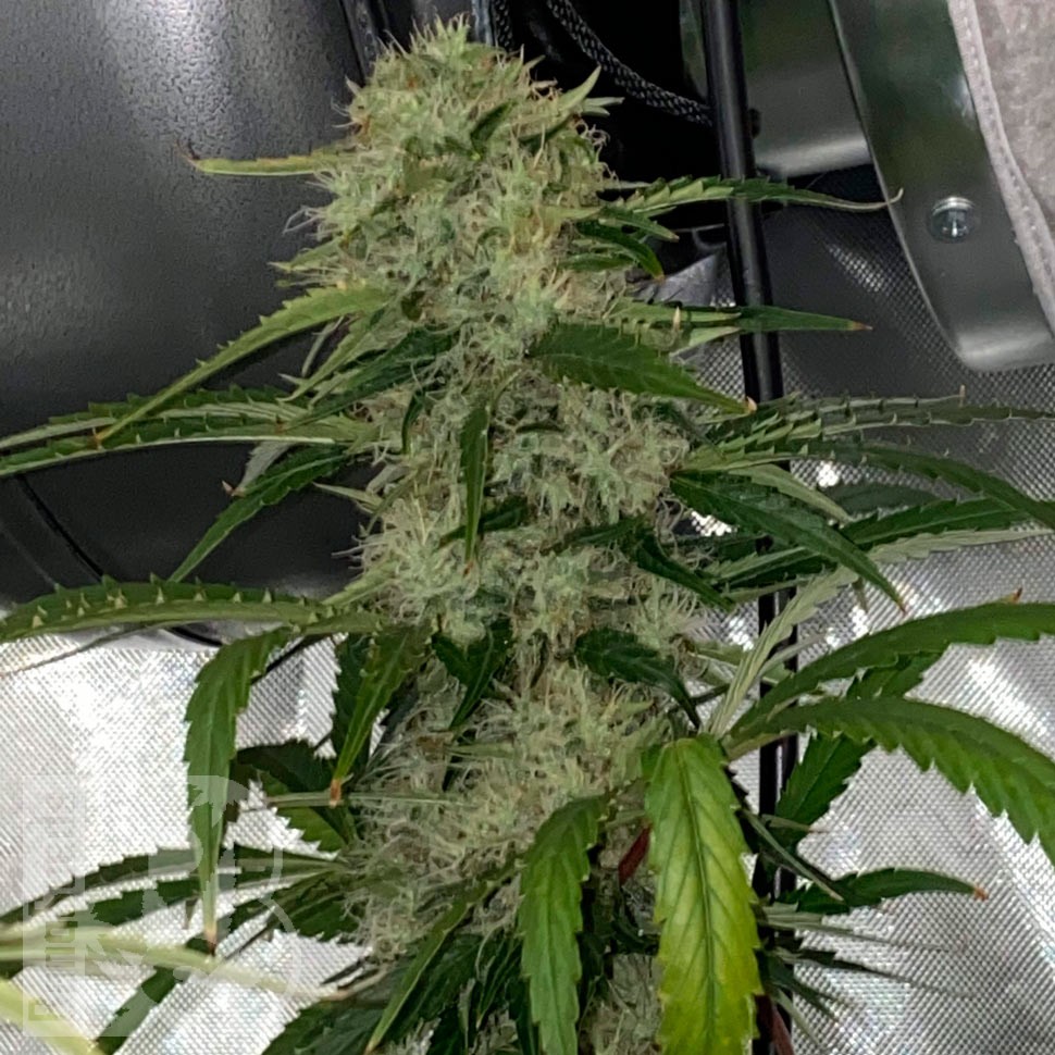 Семена конопли  Auto Dos-Si-Dos feminised Ganja Seeds