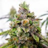 Семена конопли  Auto Dos-Si-Dos feminised Ganja Seeds