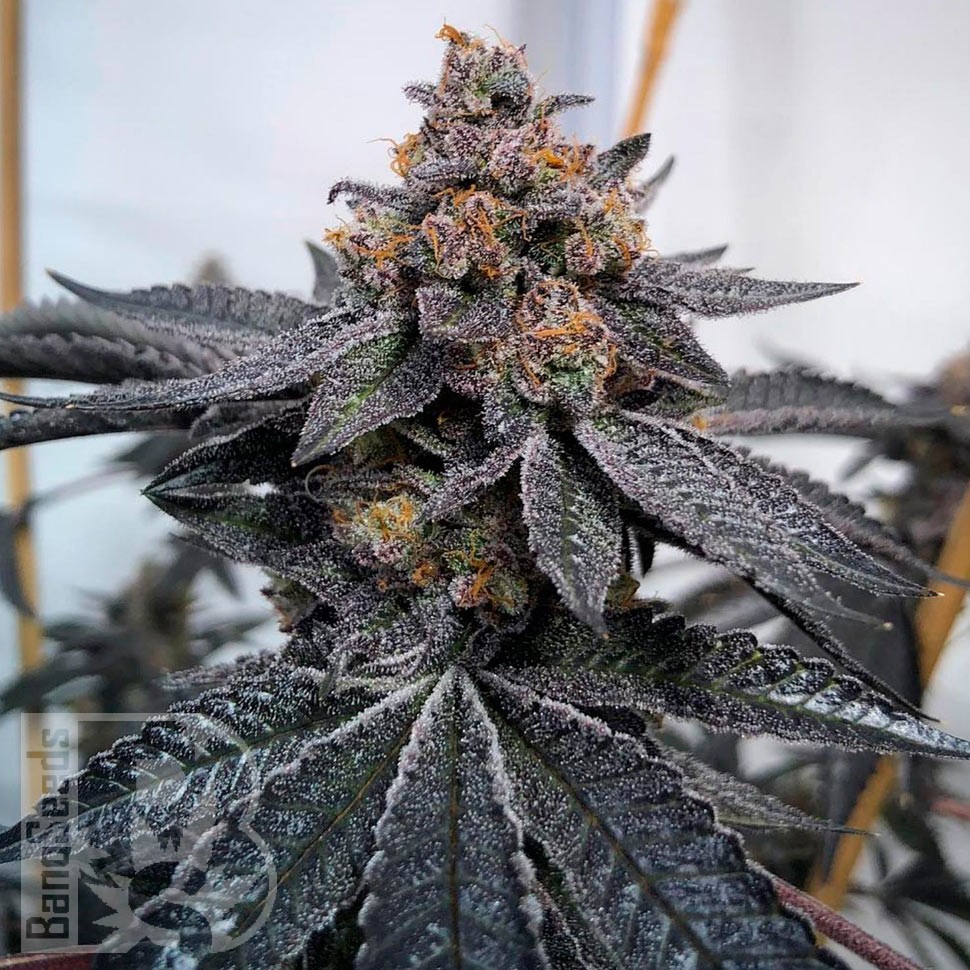 Семена конопли  Auto Dos-Si-Dos feminised Ganja Seeds