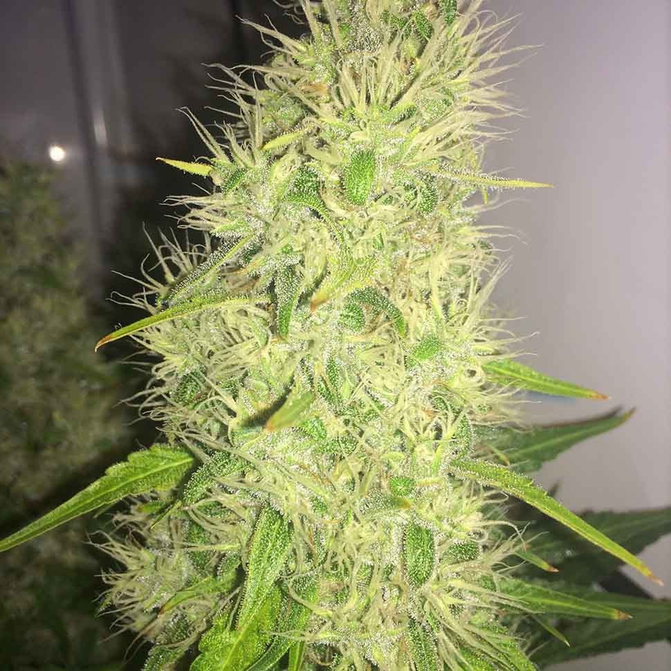 Семена конопли  Belladonna regular Ganja Seeds