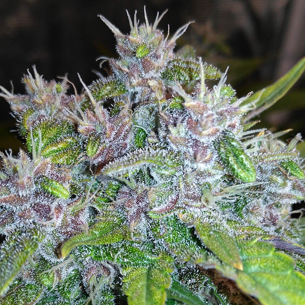 Семена ганжа  Auto Red Poison feminised Ganja Seeds