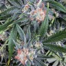 семена конопли наложенным платежом G-13 regular Ganja Seeds