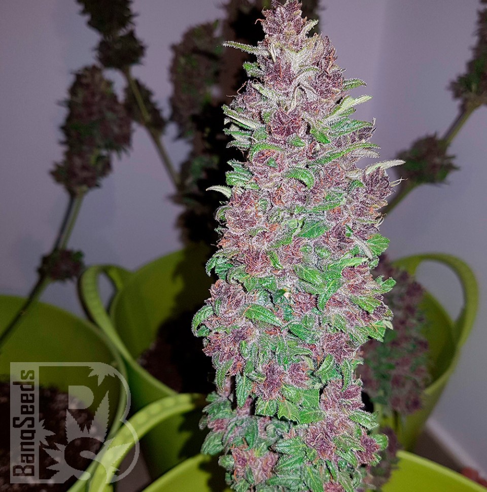 Семена конопли  Baikonur feminised Bang Seeds