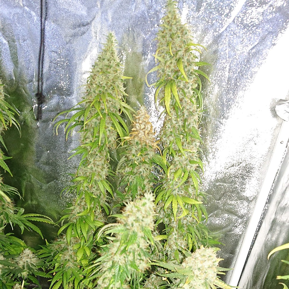 Семена ганжа  Haze feminised Ganja Seeds