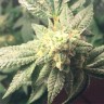 Семена каннабиса  Auto Hell's Angel OG feminised Ganja Seeds