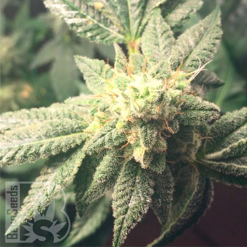Семена каннабиса  Auto Hell's Angel OG feminised Ganja Seeds
