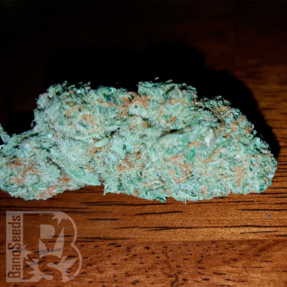 Семена каннабиса  Auto Hell's Angel OG feminised Ganja Seeds