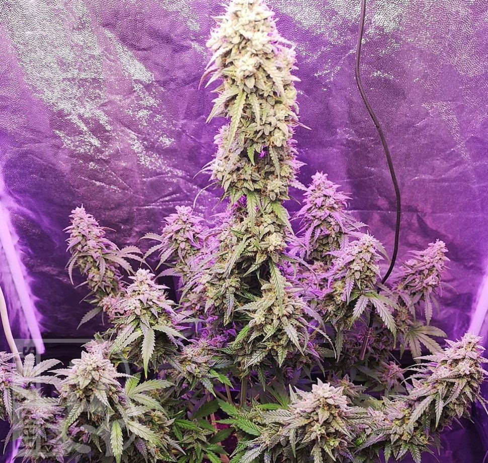 Семена каннабиса  Auto Hell's Angel OG feminised Ganja Seeds