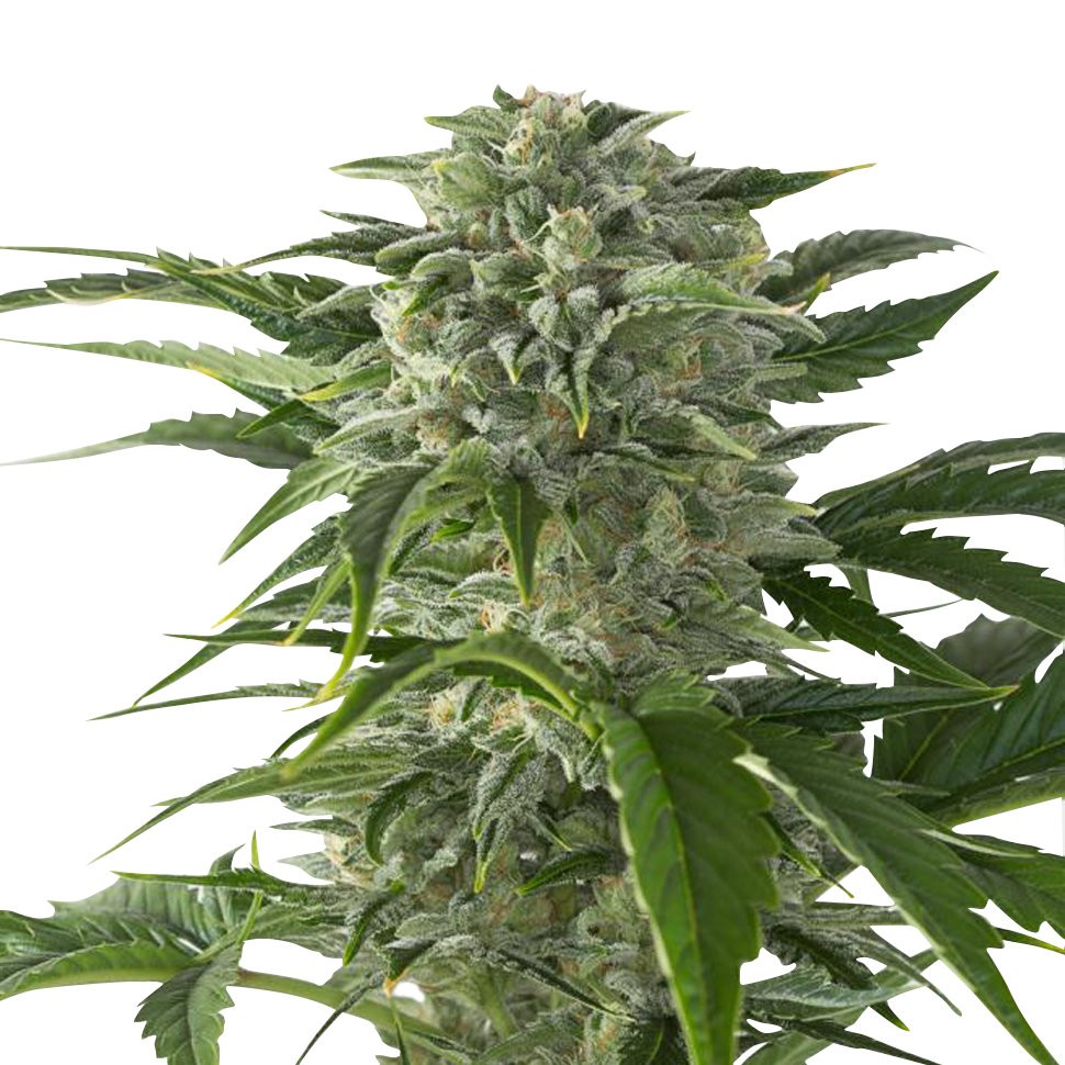 Семена марихуаны  Juggernaut feminised GanjaVIP Seeds