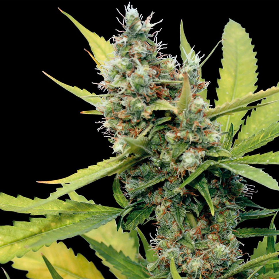Семена ганжа  Honey B feminised Ganja Seeds