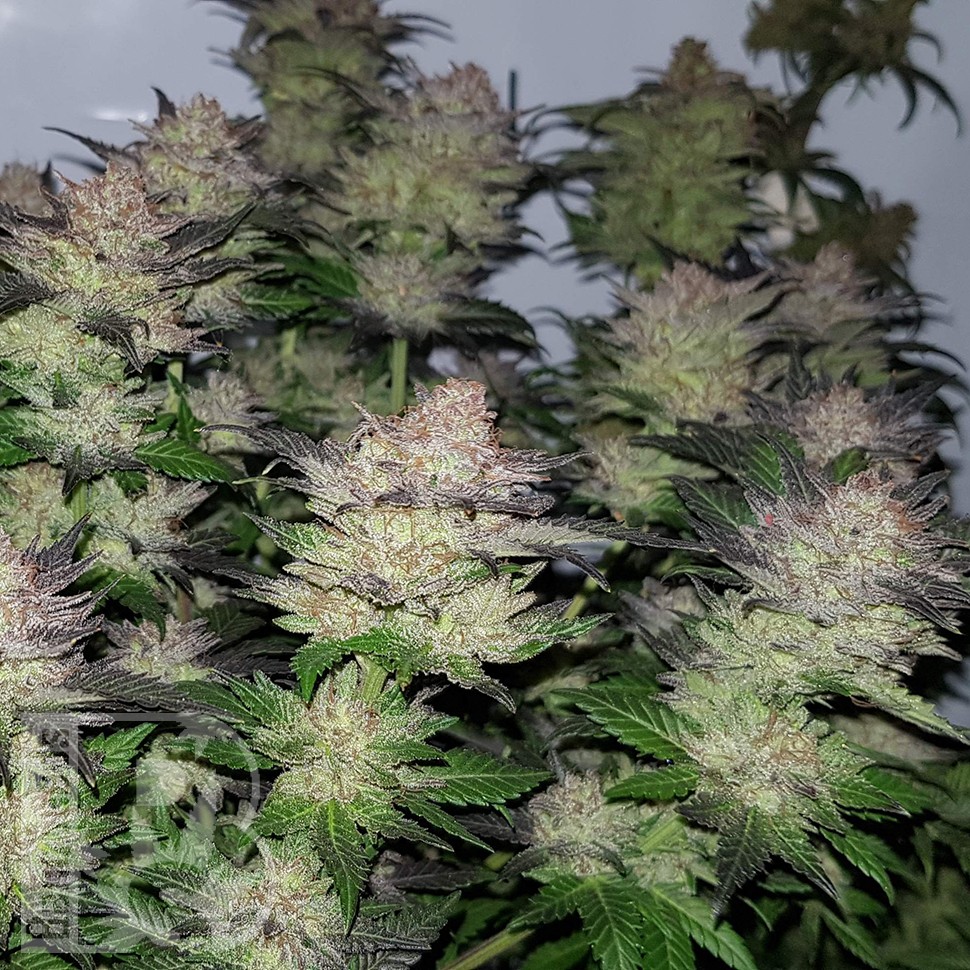 Семена марихуаны  Auto Critical Plus feminised Ganja Seeds