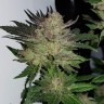 Семена Auto Critical Plus feminised Ganja Seeds
