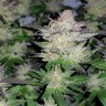 Семки Auto Critical Plus feminised Ganja Seeds