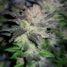 Конопля Auto Critical Plus feminised Ganja Seeds