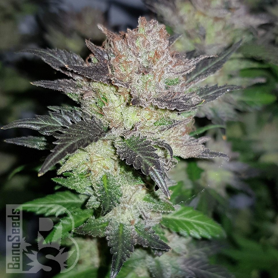 Конопля Auto Critical Plus feminised Ganja Seeds