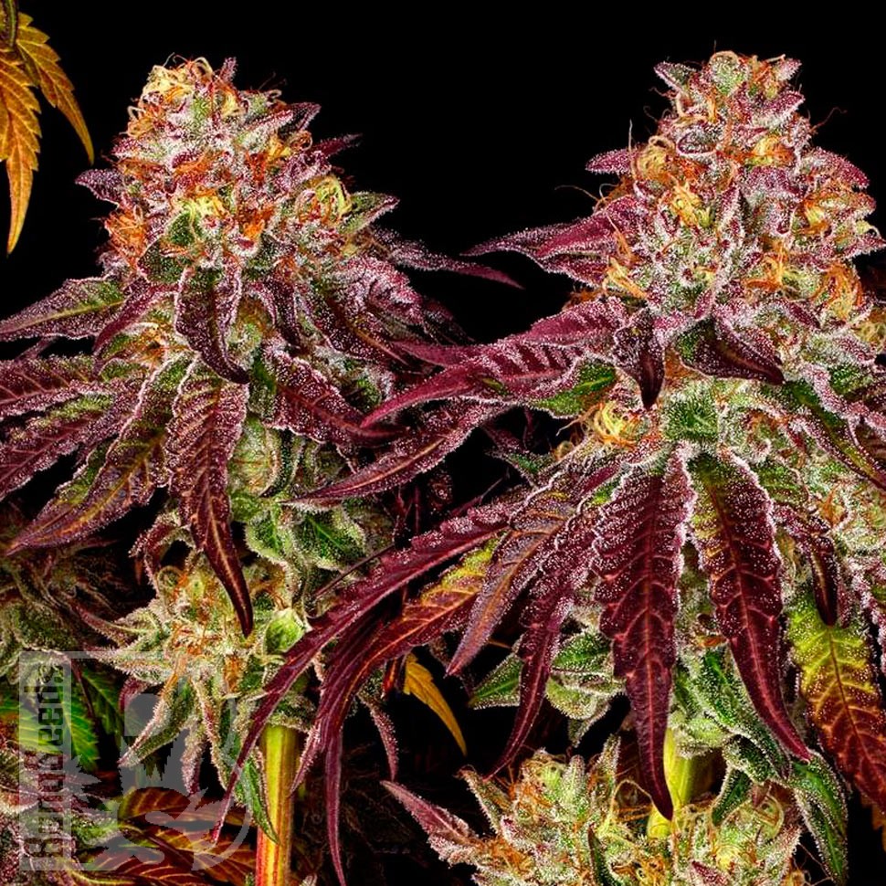 Семена  Auto Mimosa feminised Ganja Seeds