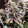 Семена  Auto Mimosa feminised Ganja Seeds
