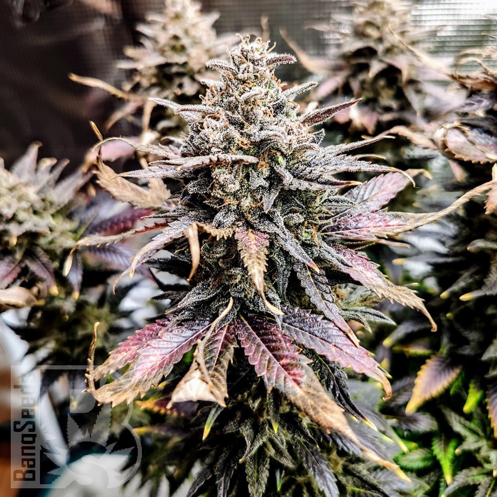 Семена  Auto Mimosa feminised Ganja Seeds