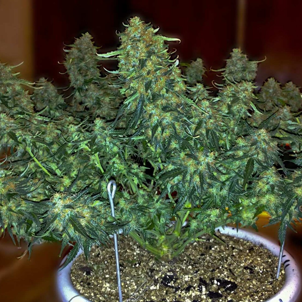 Семена  Auto Sweet Tooth regular Ganja Seeds