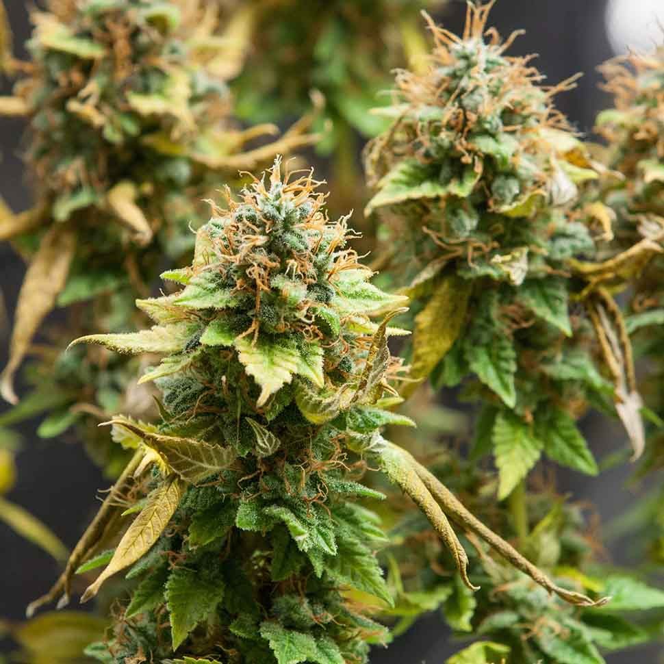 Семена  Acid regular Ganja Seeds